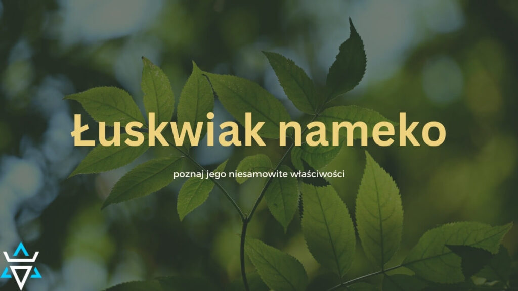 grzyb łuskiwak nameko