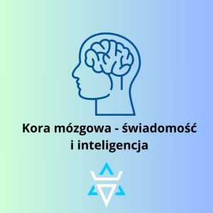 kora mózgowa
