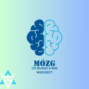 mózg - budowa