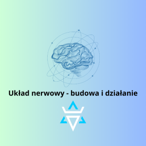 Rola układu nerwowego