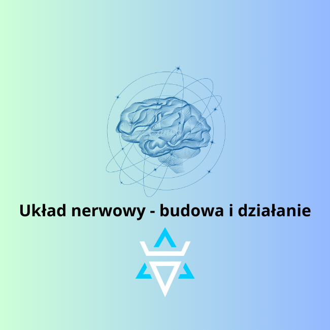 Rola układu nerwowego