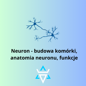 Neuron