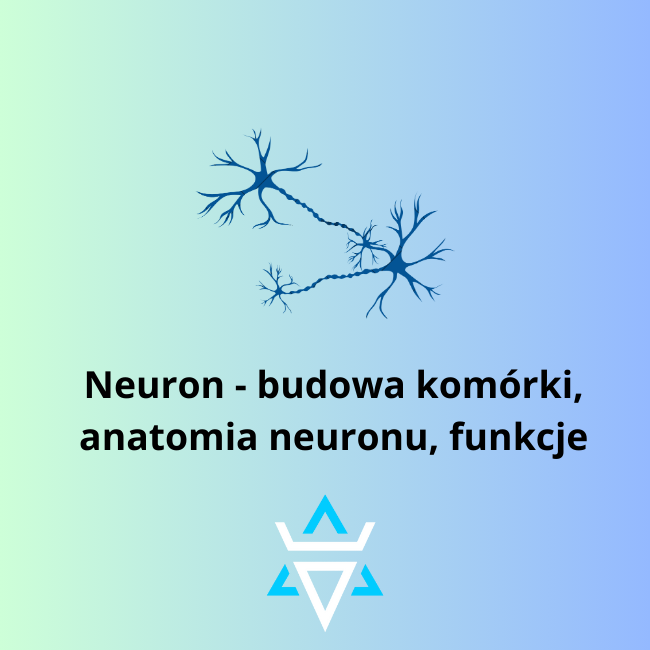 Neuron
