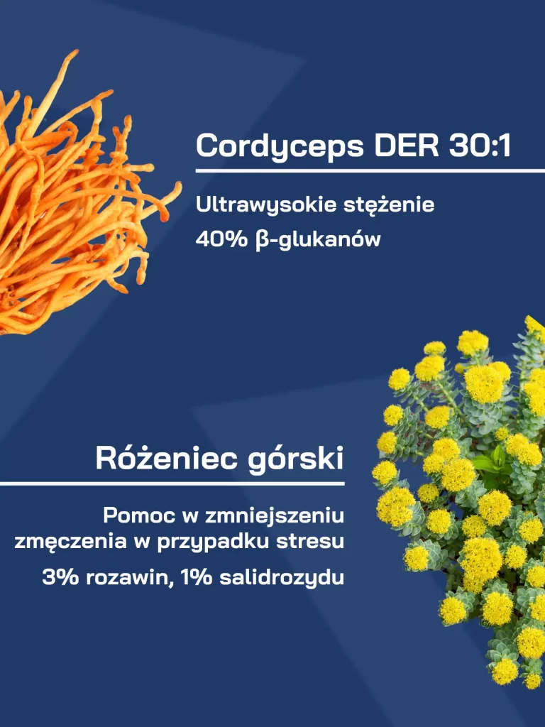 cordyceps dla sportowcow