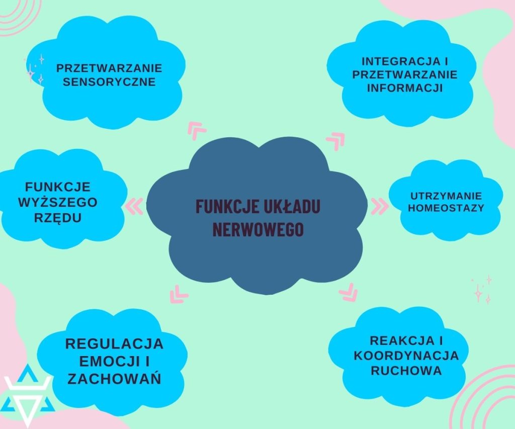 funkcje układu nerwowego