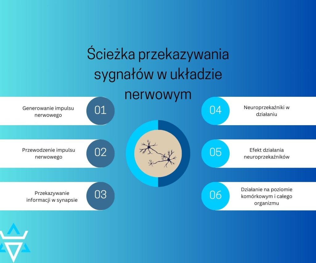 ścieżka neuronów